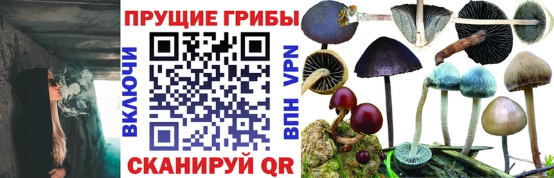 ссылка на мегу tor  Инта  Галлюциногенные грибы Cubensis 